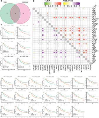 Identification and validation of a prognostic risk-scoring model based on sphingolipid metabolism-associated cluster in colon adenocarcinoma